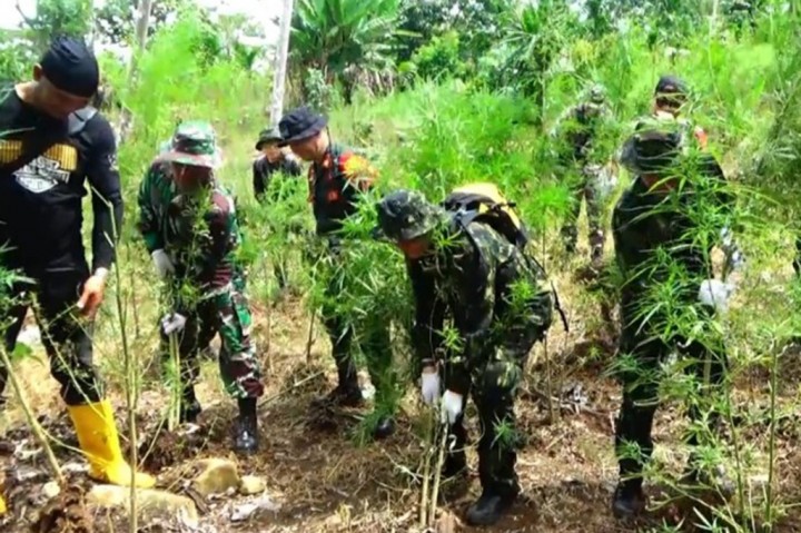 BNN Musnahkan 16 Ribu Pohon Ganja di Aceh Utara